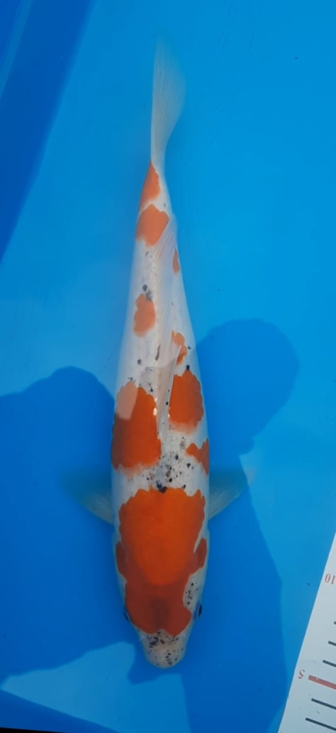 Juara 2
