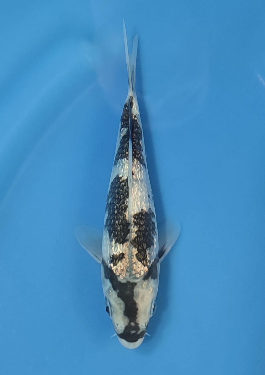 Juara 1