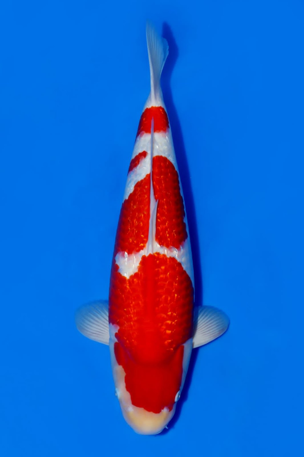 Best In Size B 56 - 60 cm