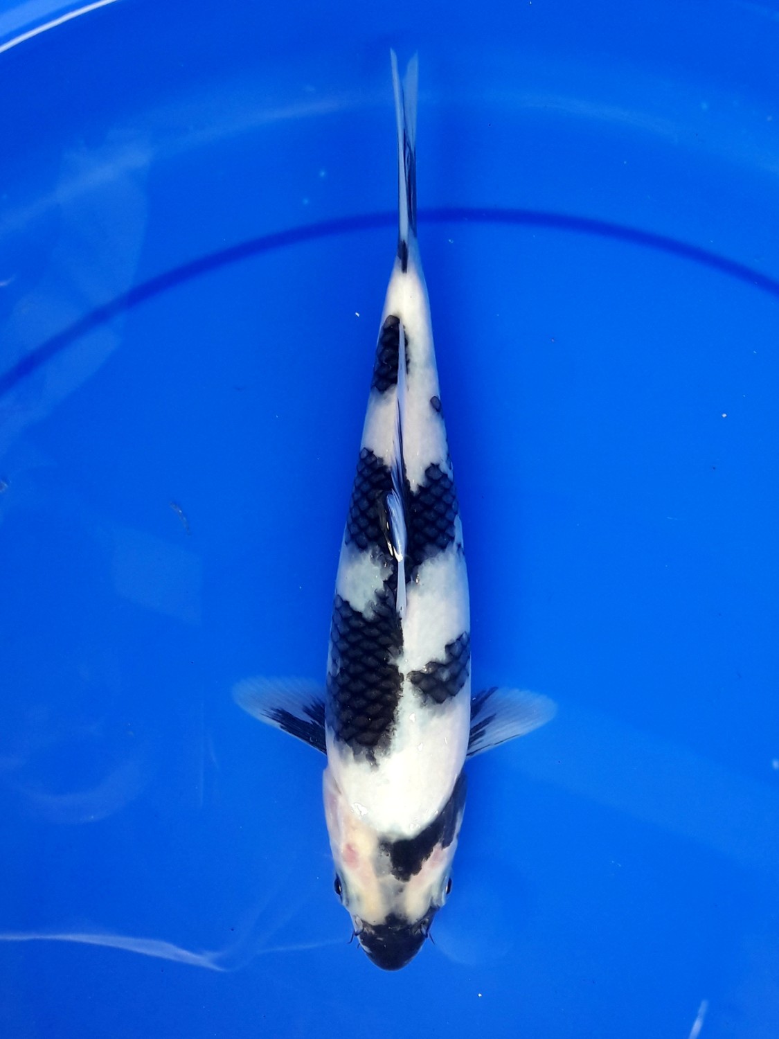 Juara 1
