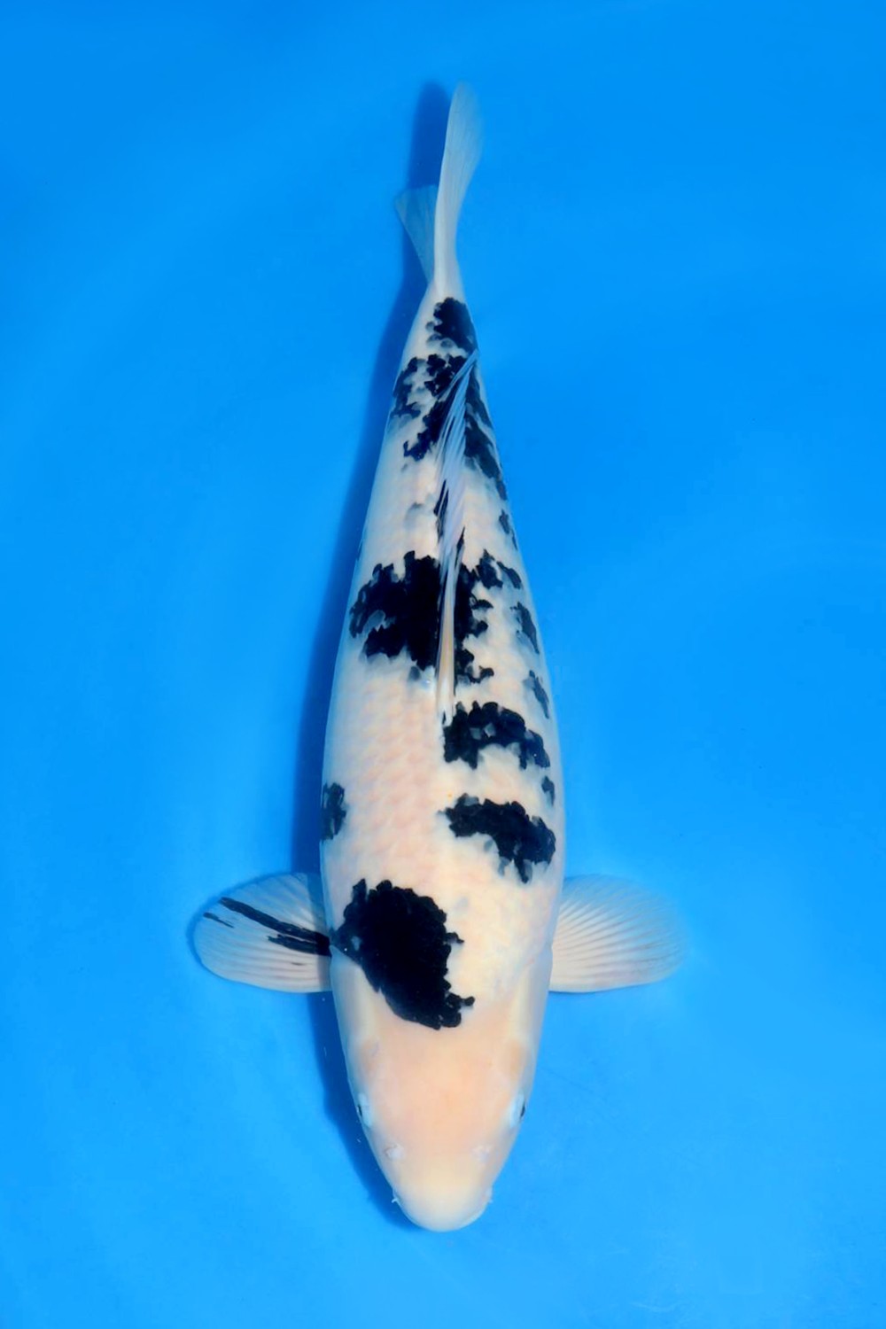 Juara 1