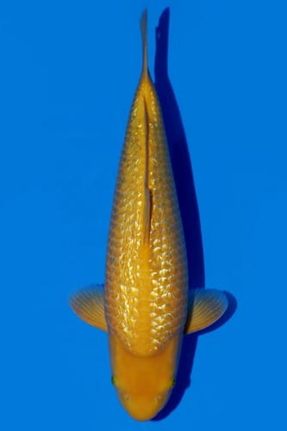 Juara 4