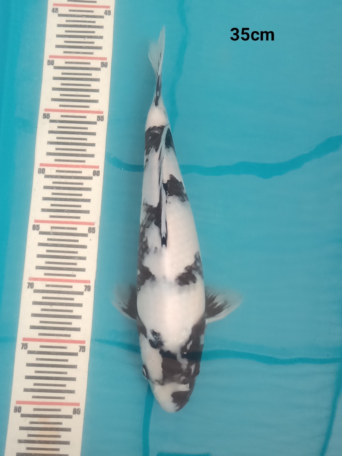 Juara 4