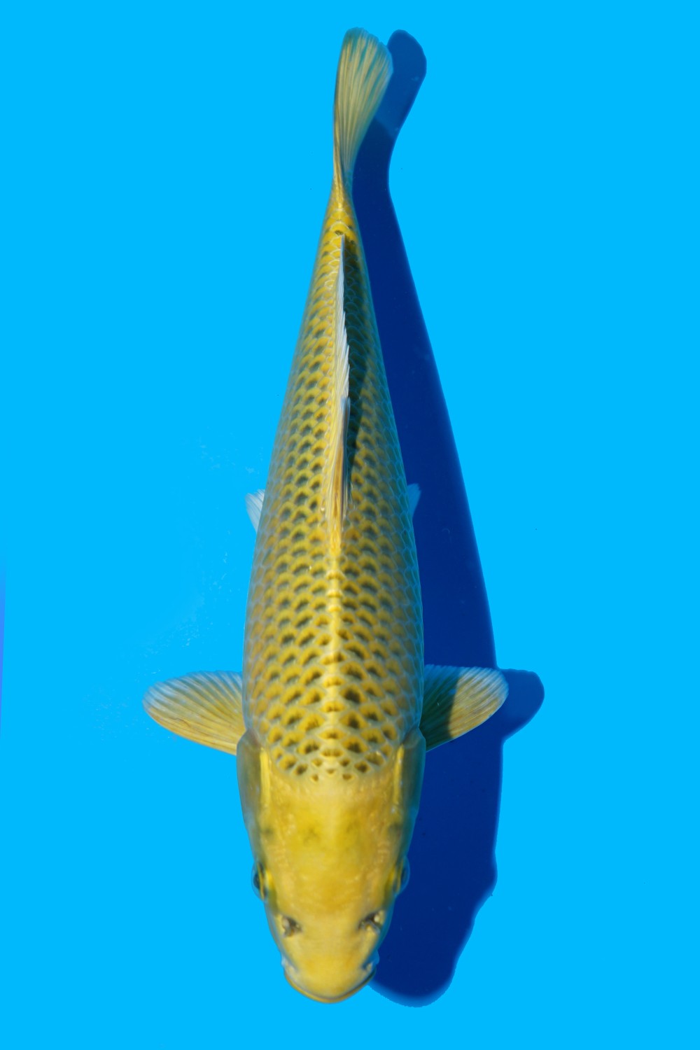 Juara 4