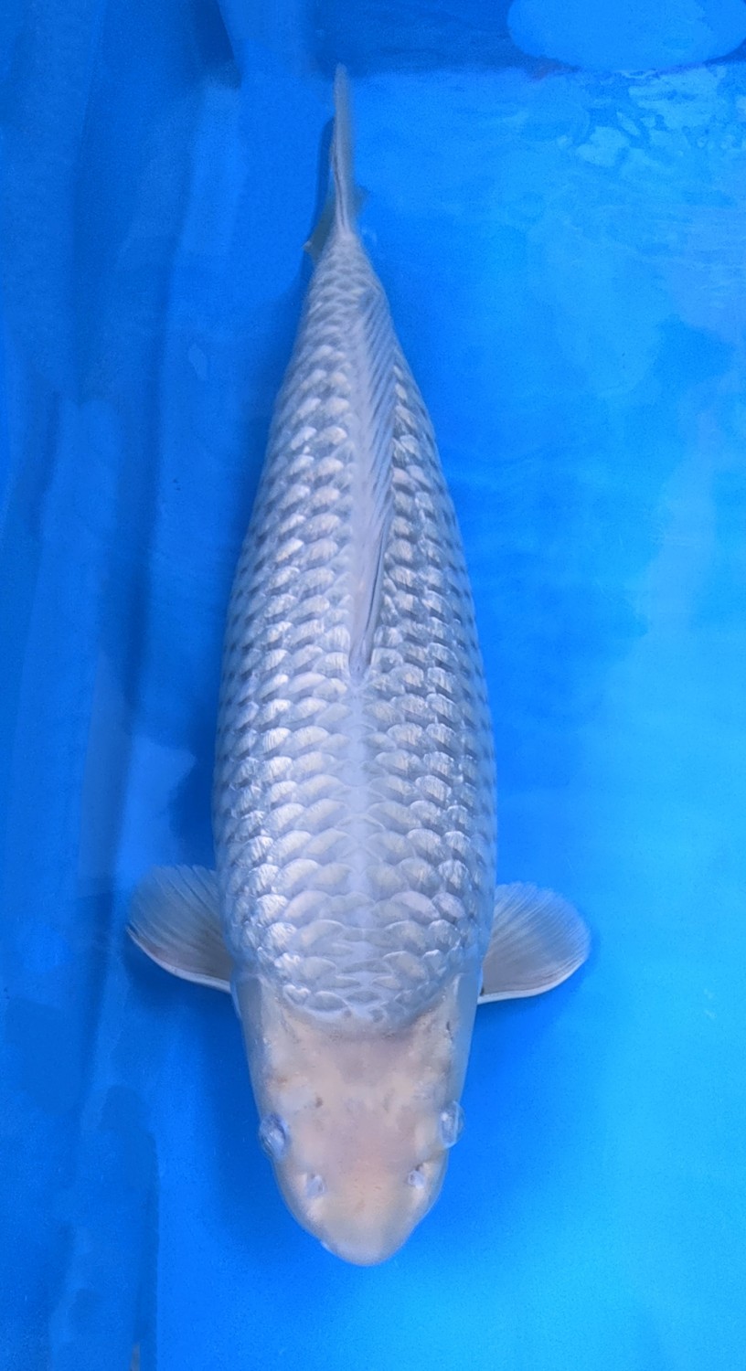 Juara 1