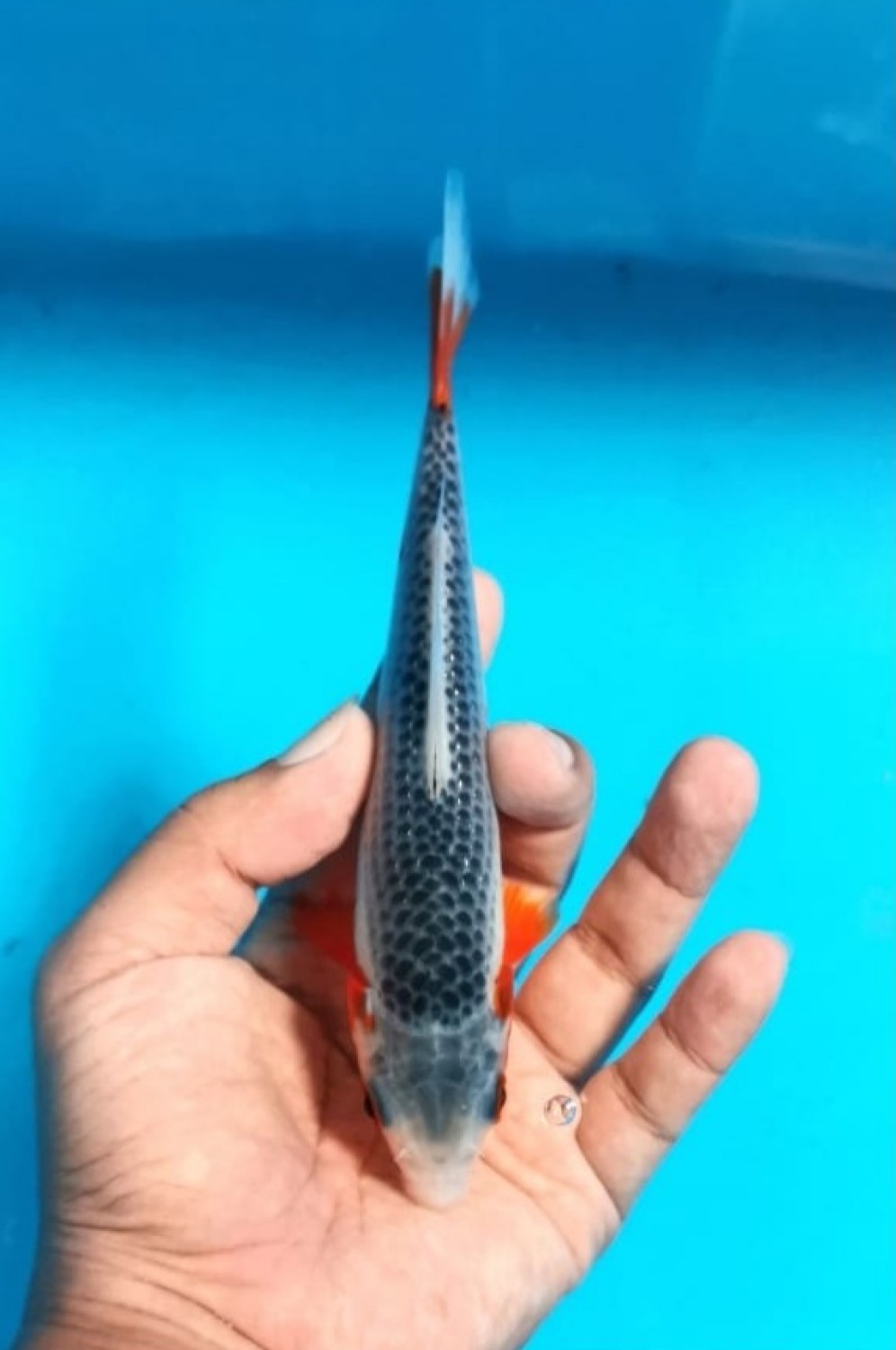 Juara 4