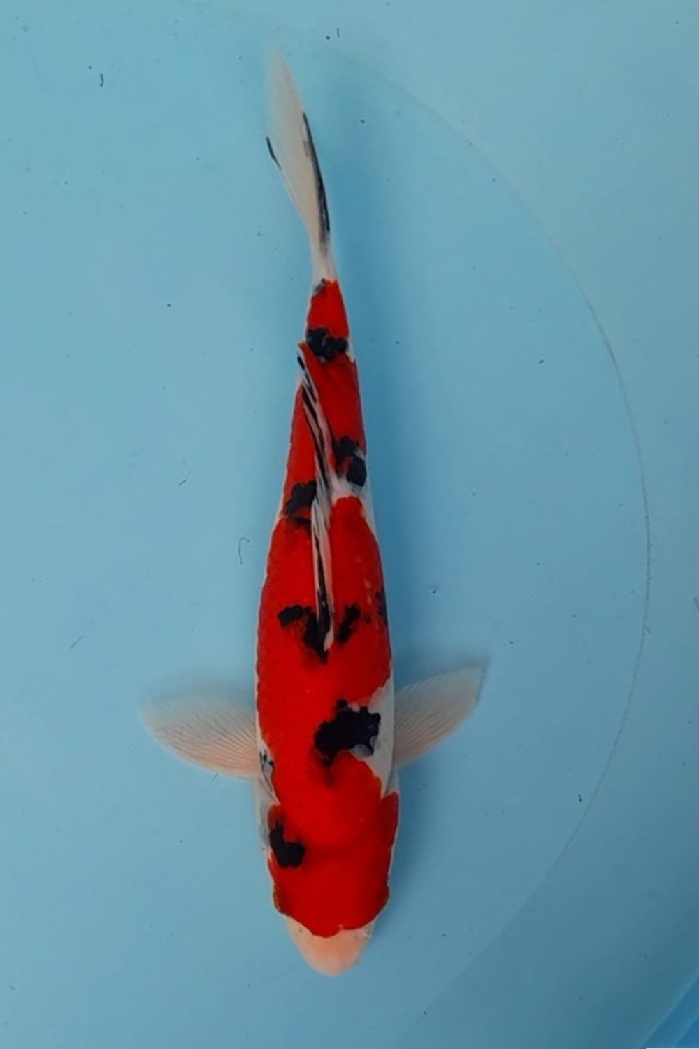 Juara 5