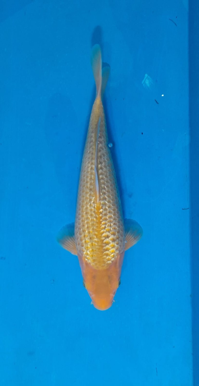 Juara 2
