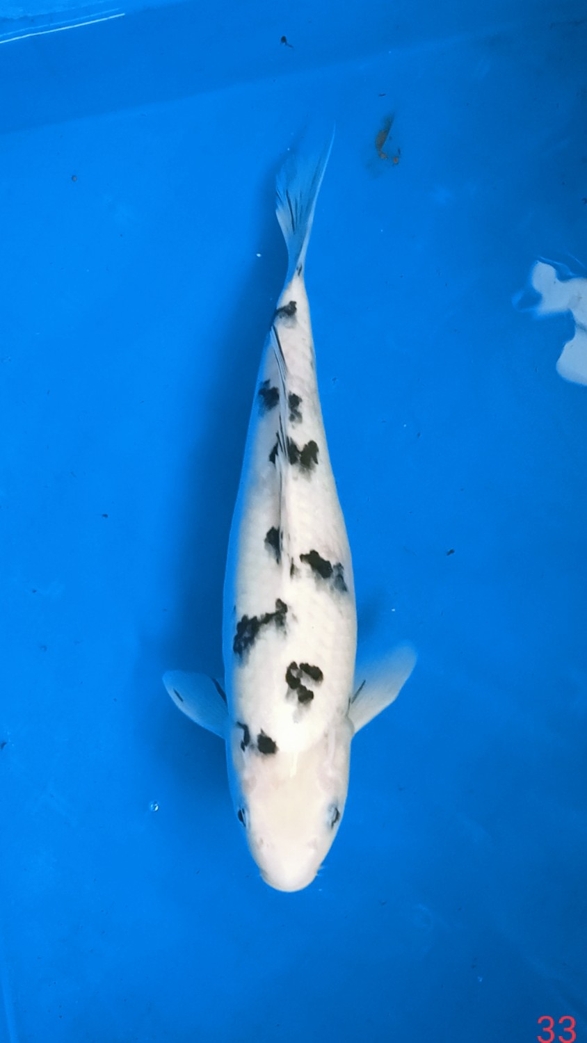 Juara 1