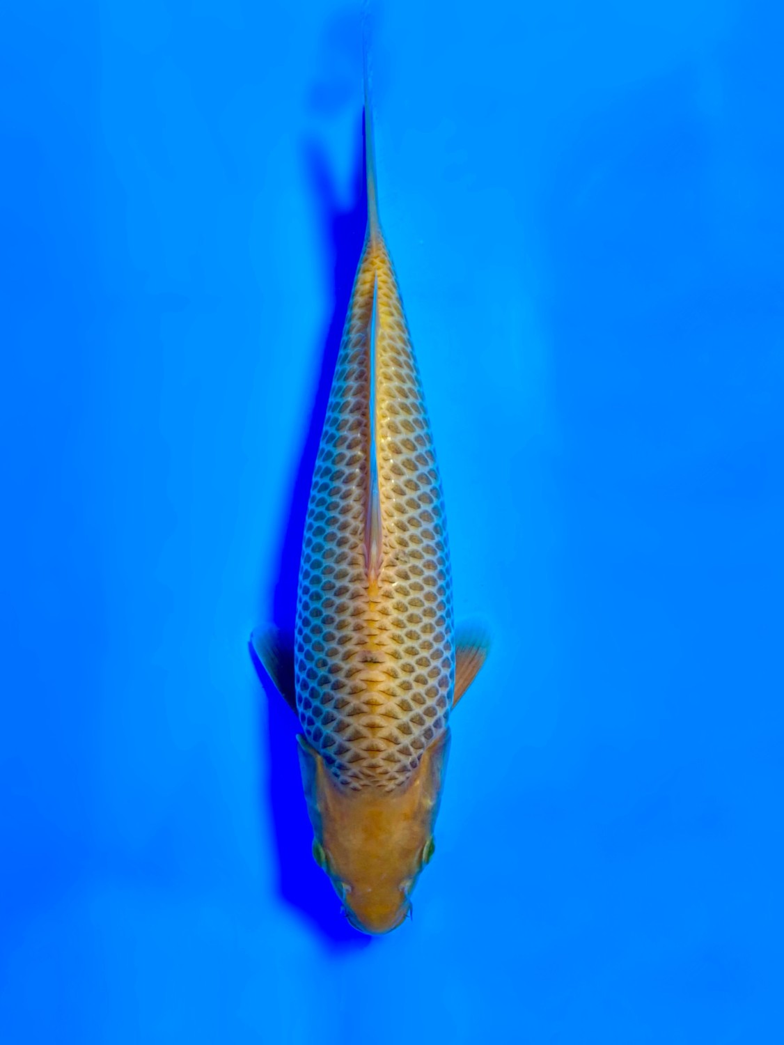 Juara 1