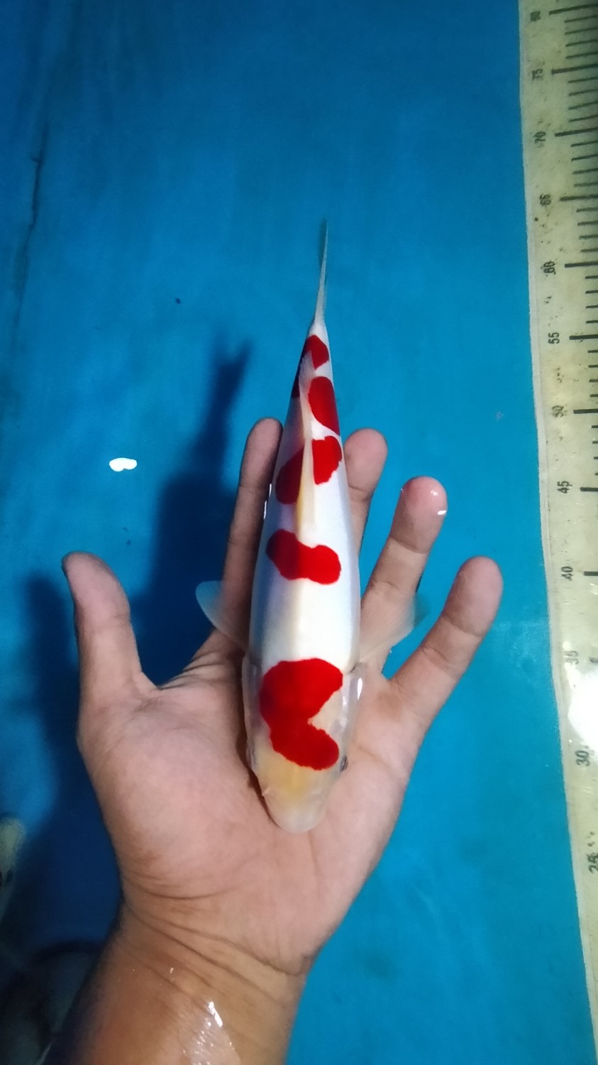 Juara 4