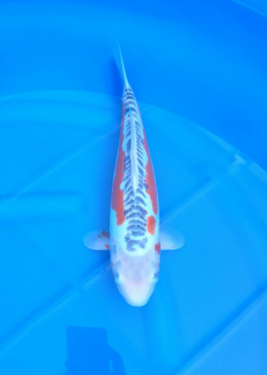 Juara 1