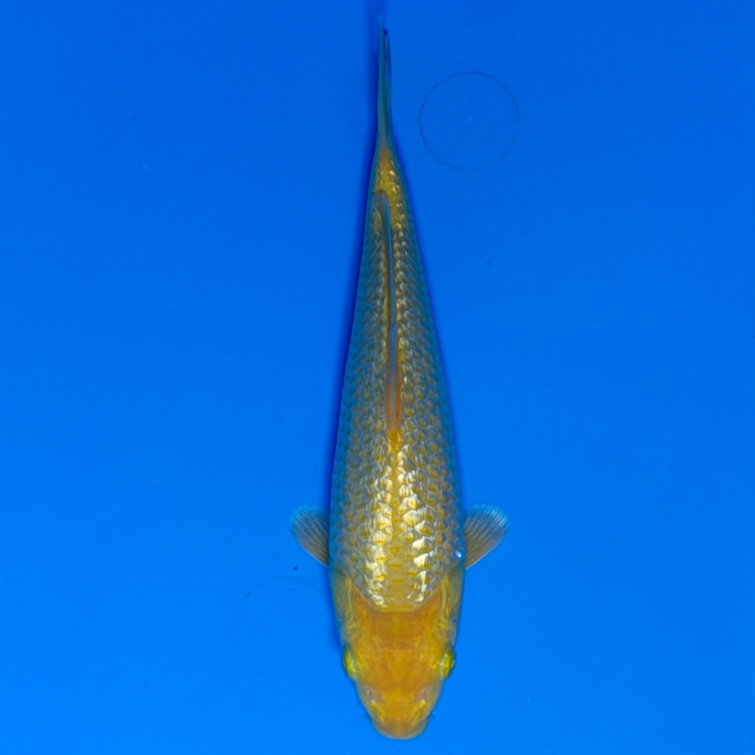 Juara 1