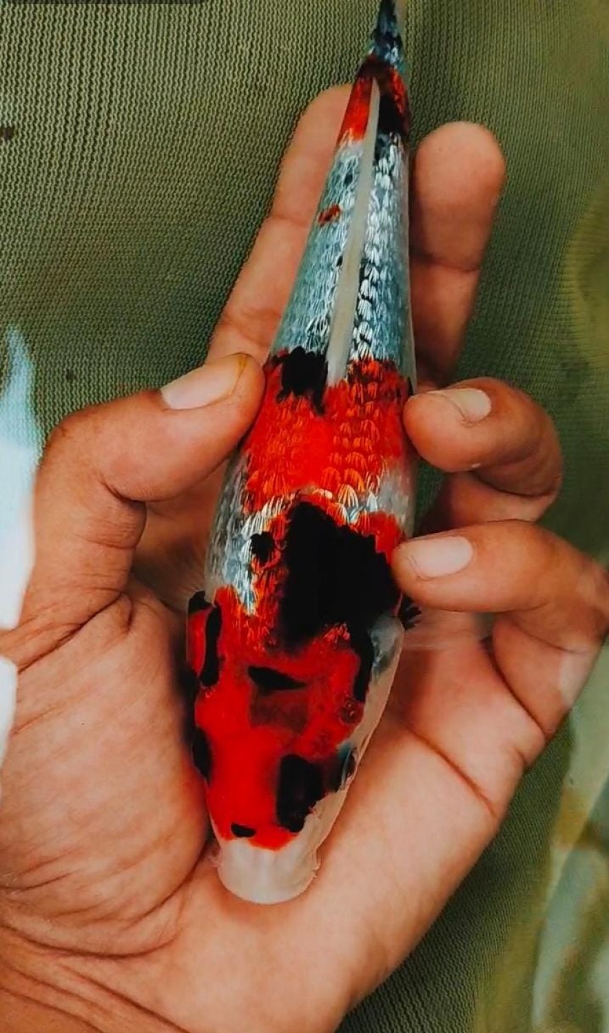 Juara 3