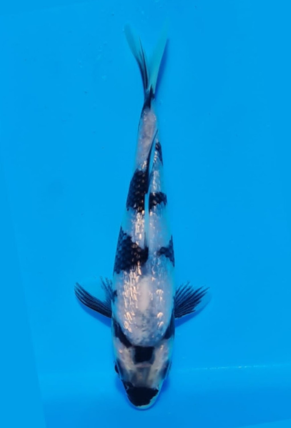 Juara 1