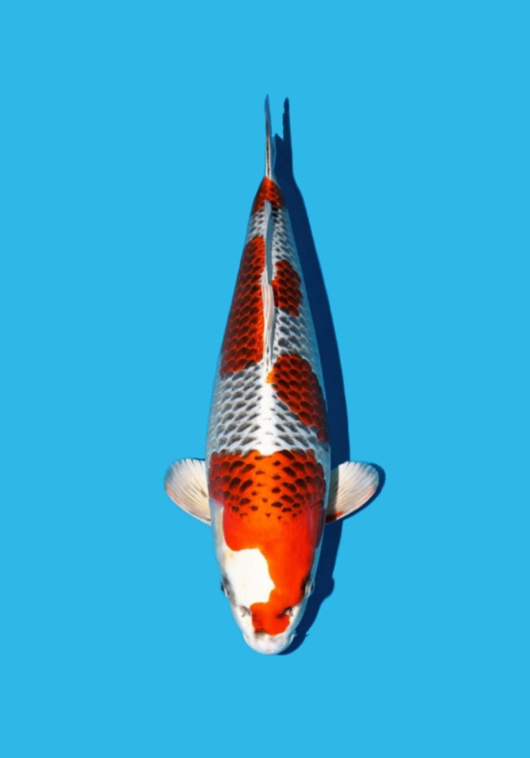 Juara 1