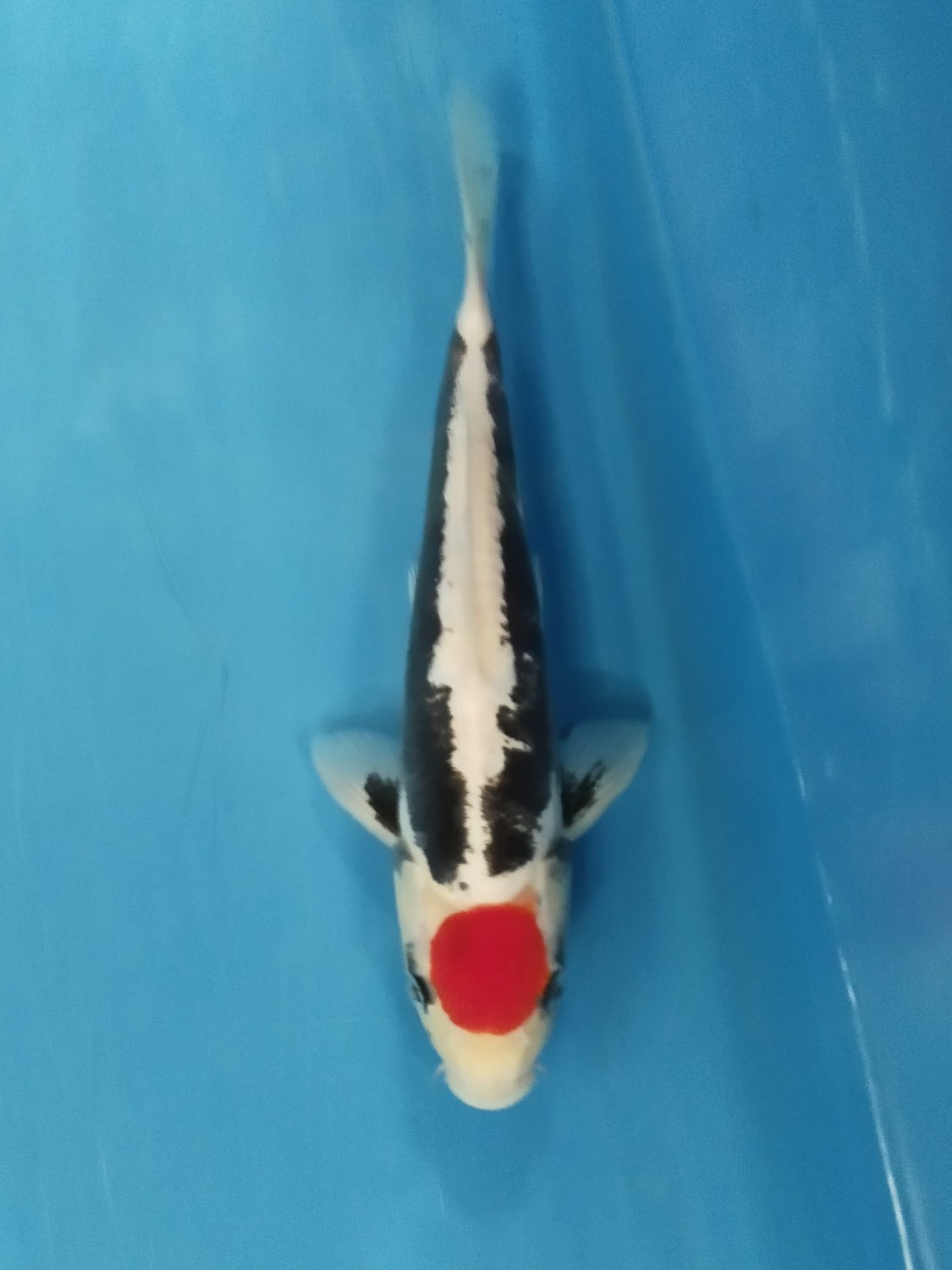 Juara 1
