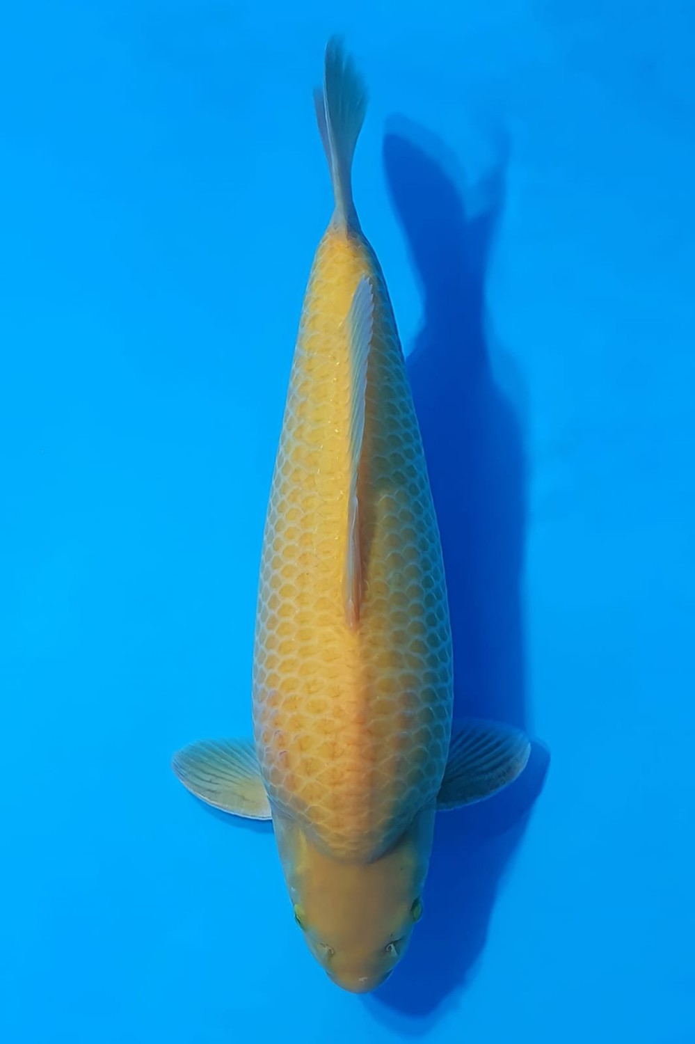 Juara 1