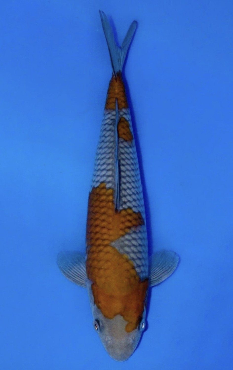 Juara 2