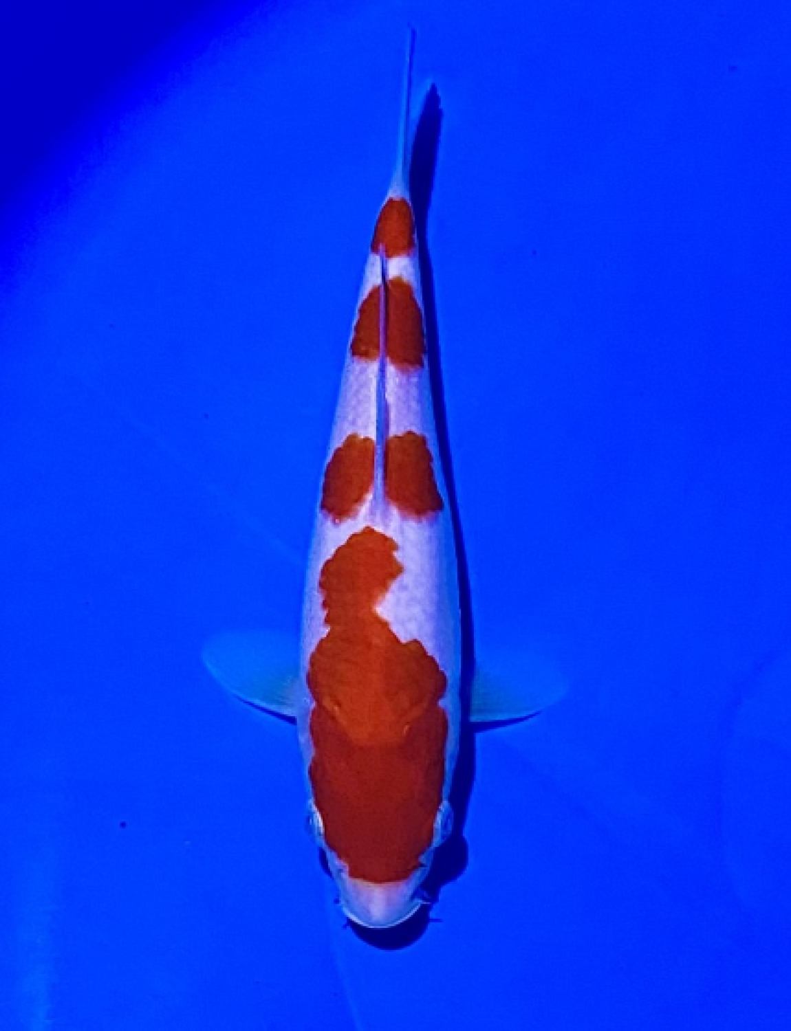 Juara 4