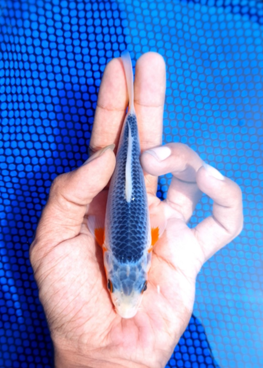 Juara 4