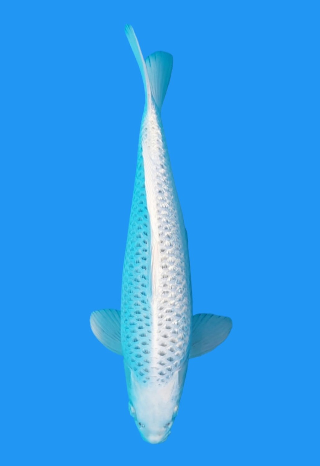 Juara 1