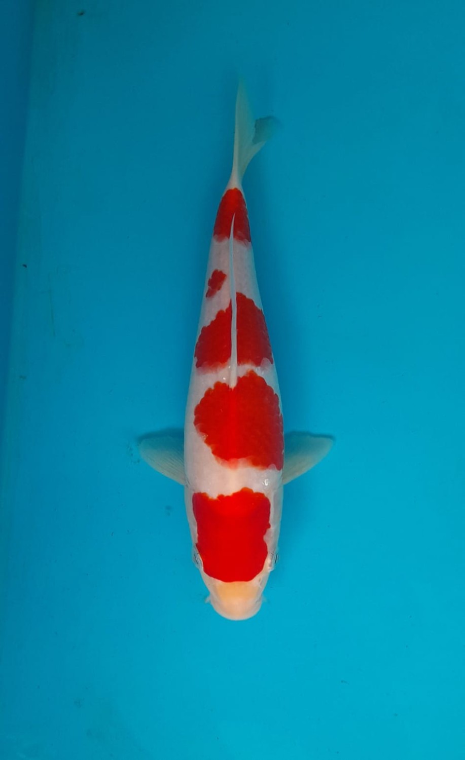 Juara 1