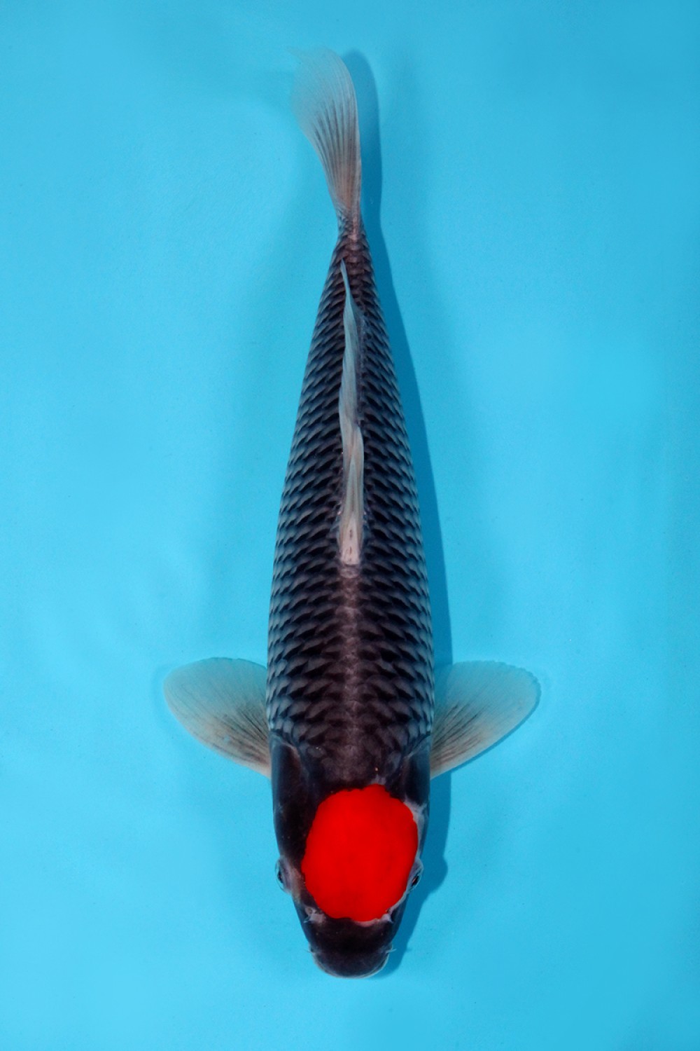 Juara 1