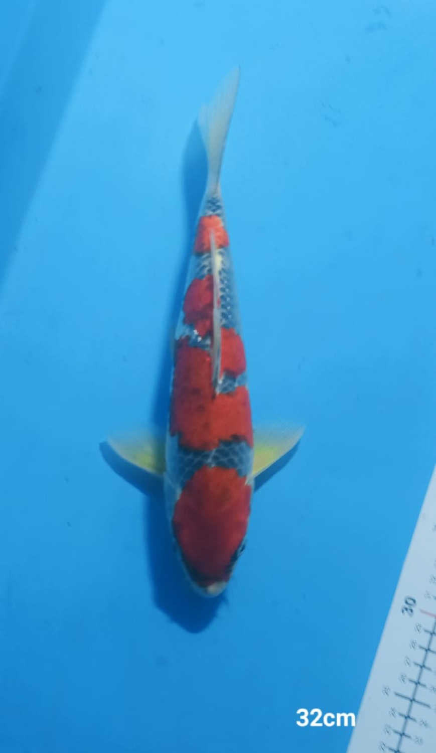 Juara 1