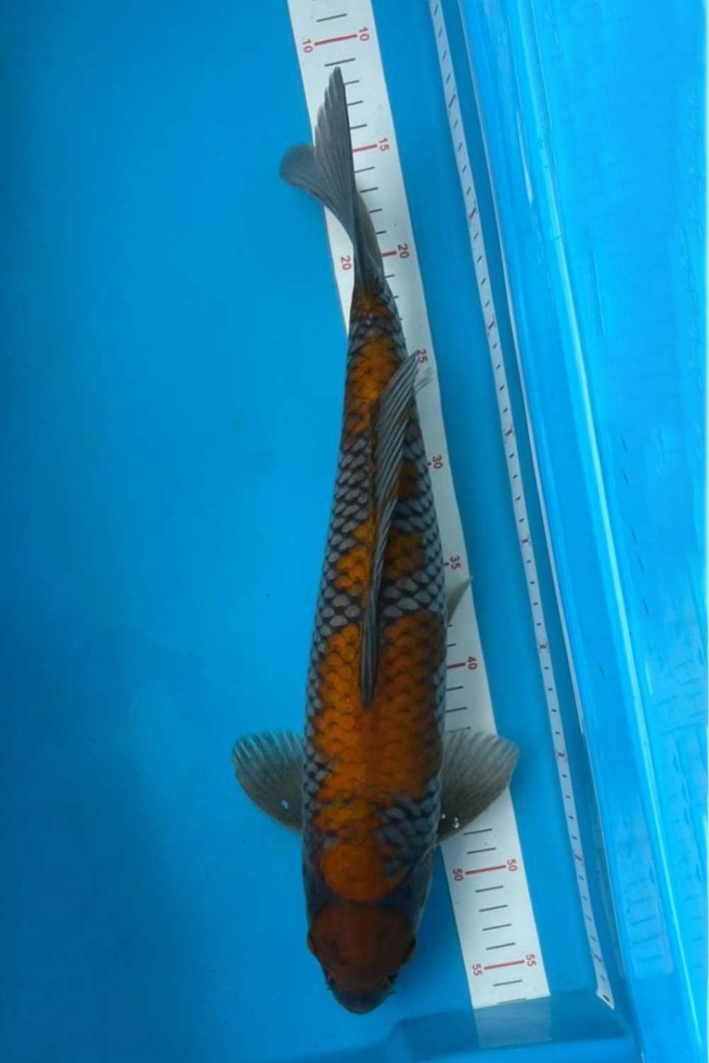 Juara 1
