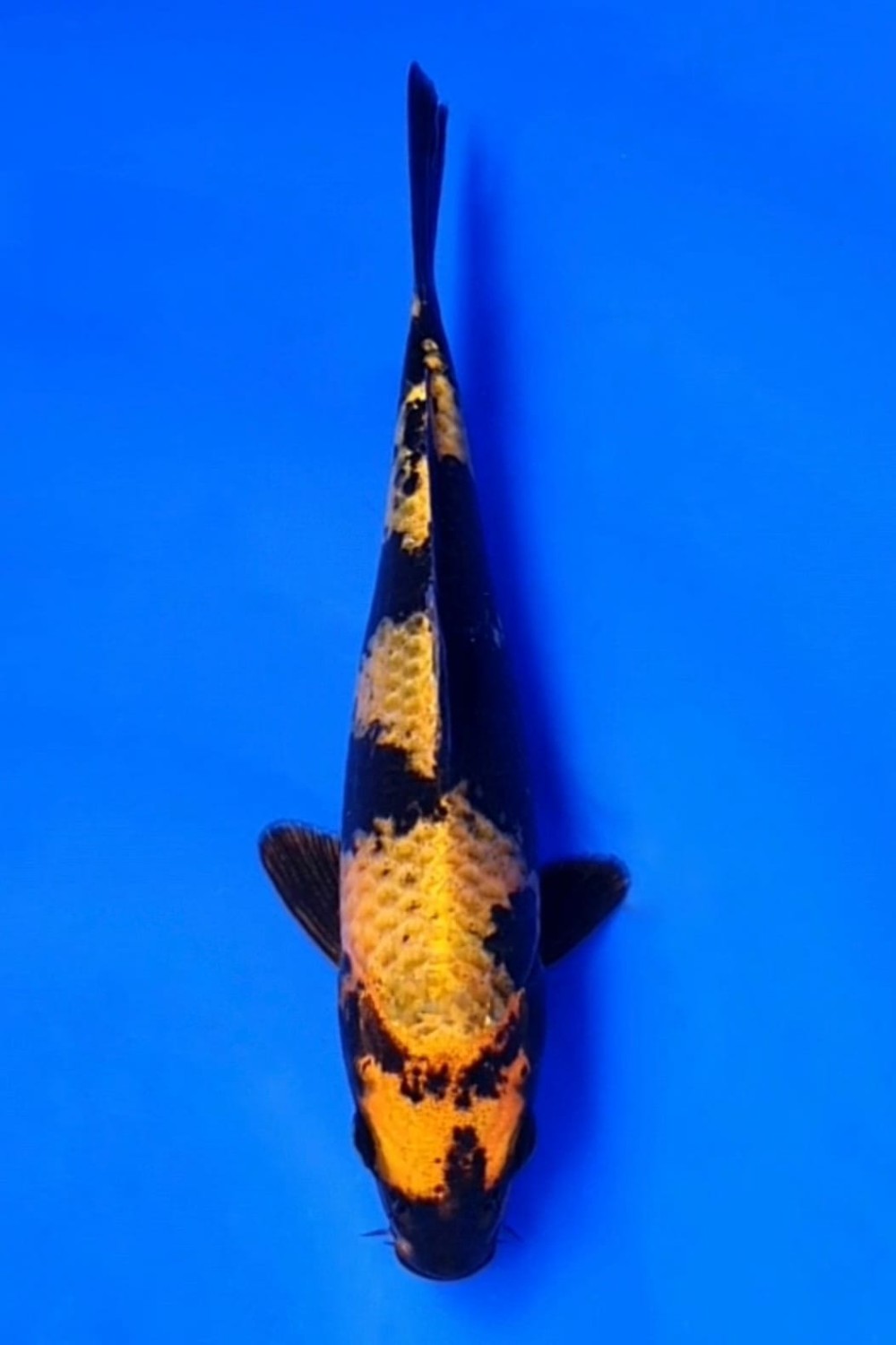 Juara 1
