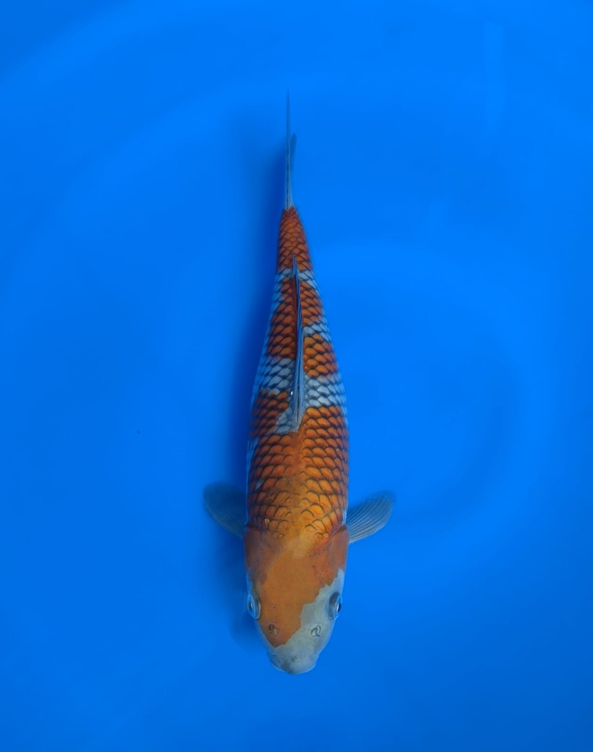 Juara 3
