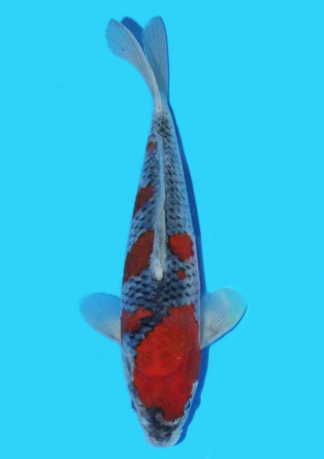 Juara 1