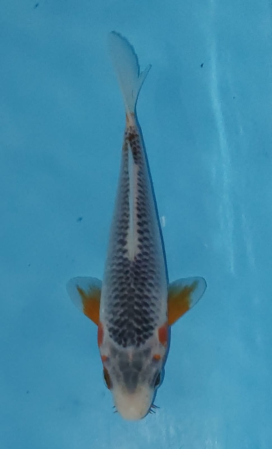 Juara 5