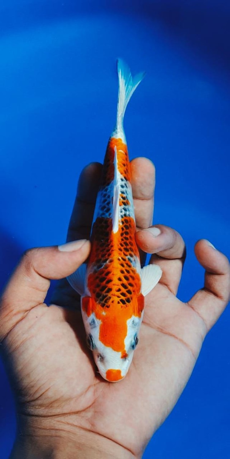 Juara 5