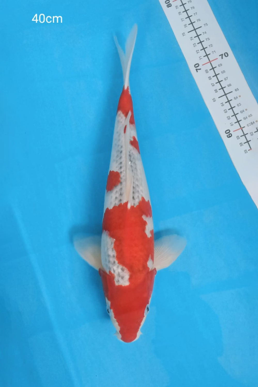 Juara 2
