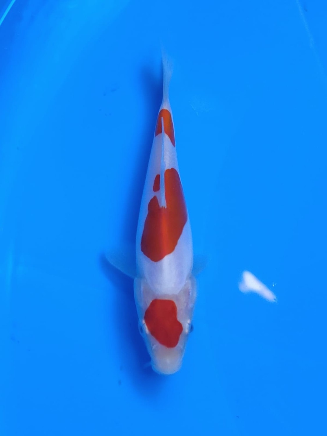 Best In Size C 16 - 20 cm