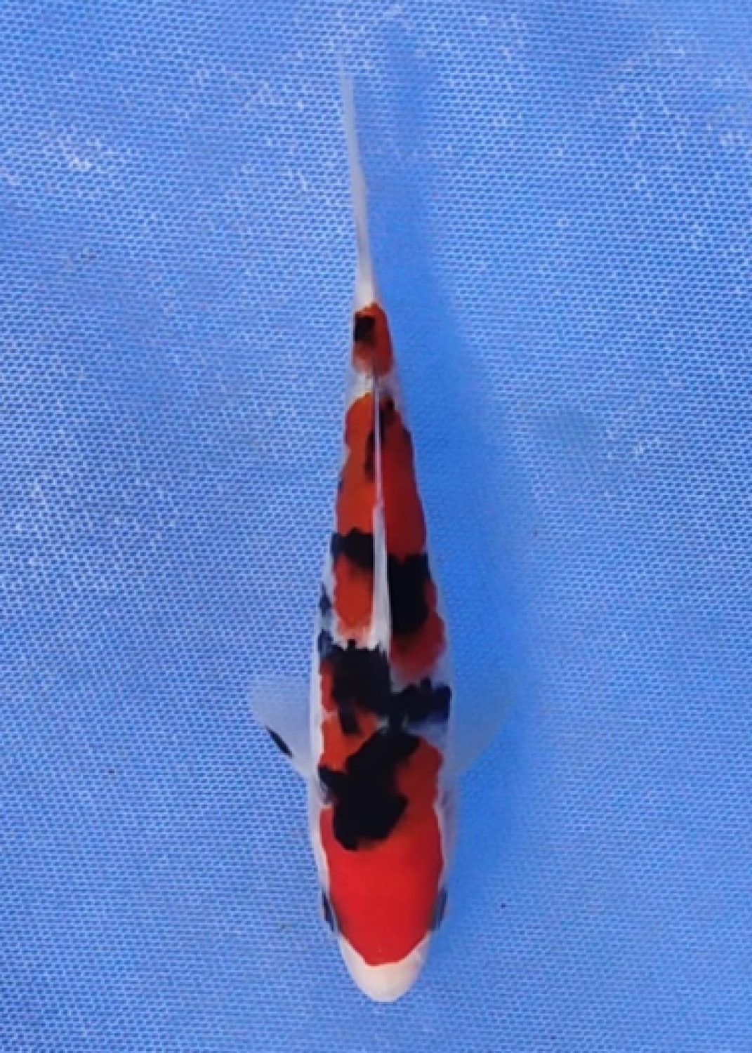 Juara 5