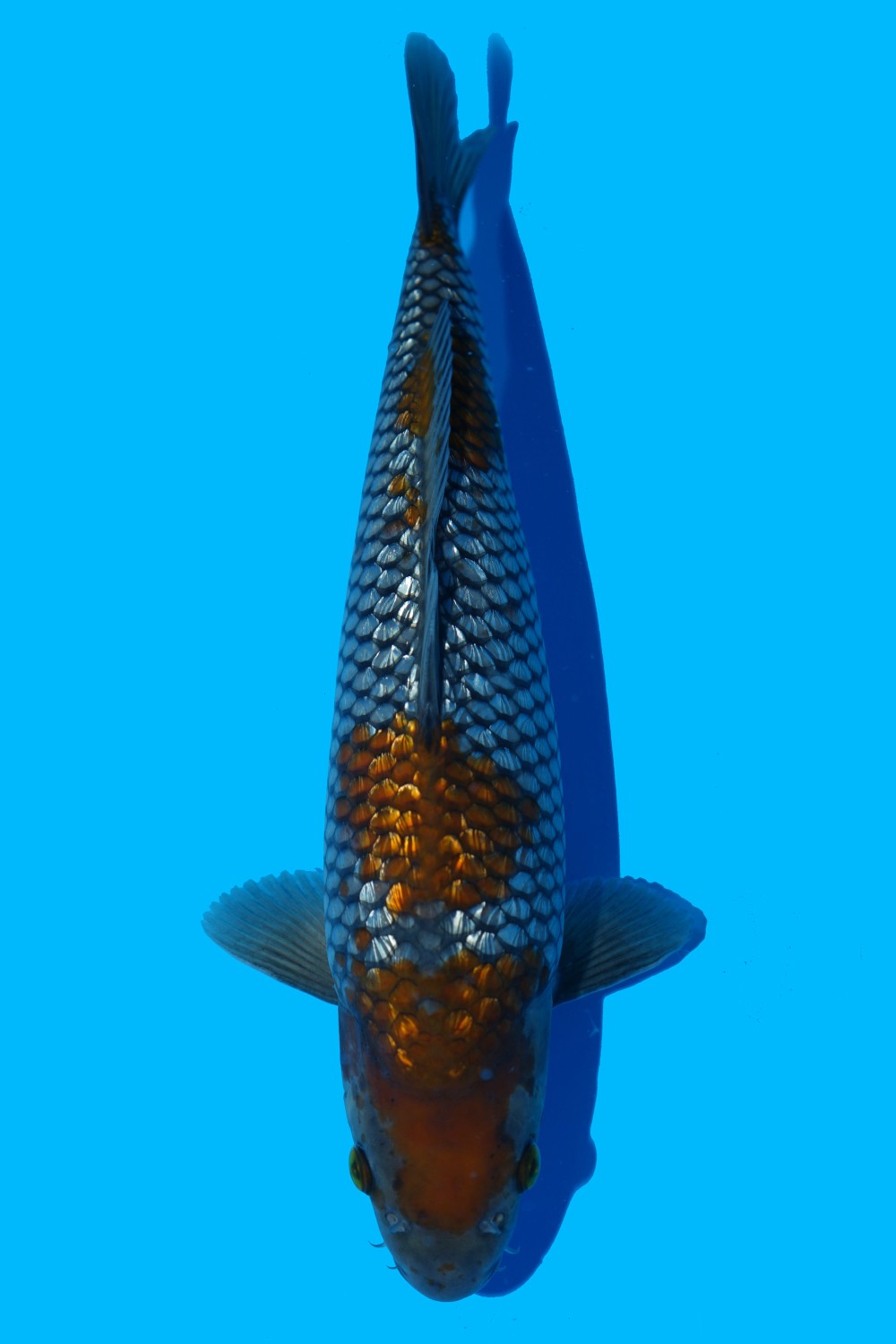 Juara 2