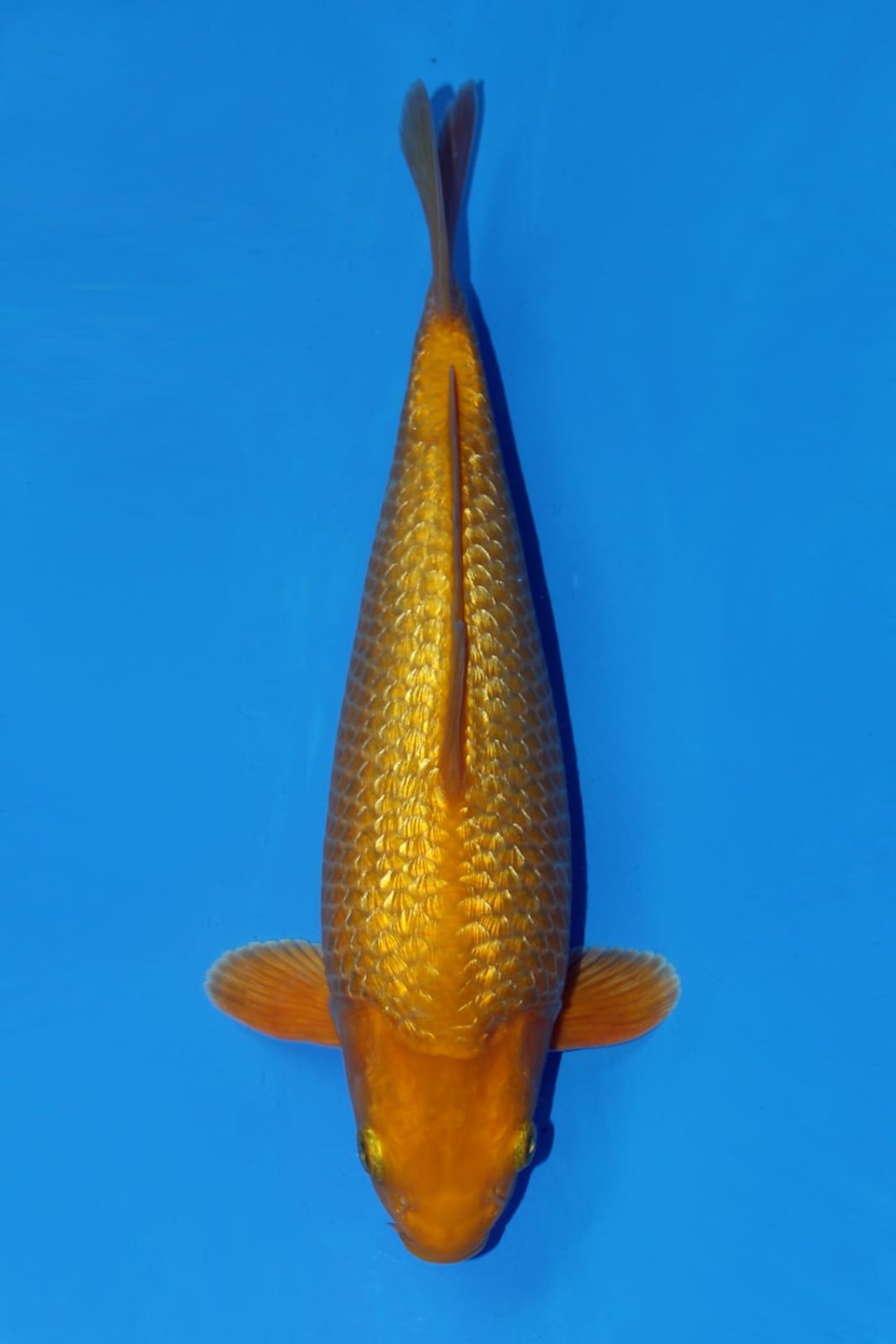 Juara 3