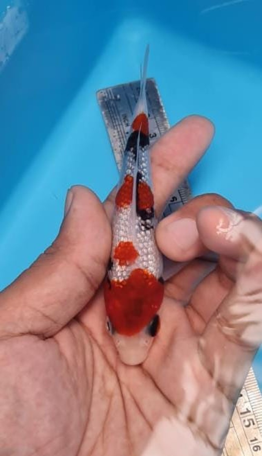 Best In Size B Up To 12 cm