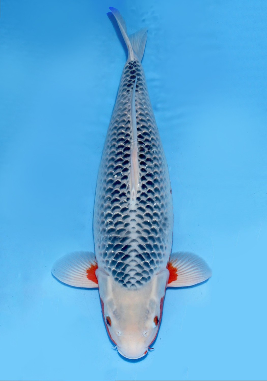Juara 2