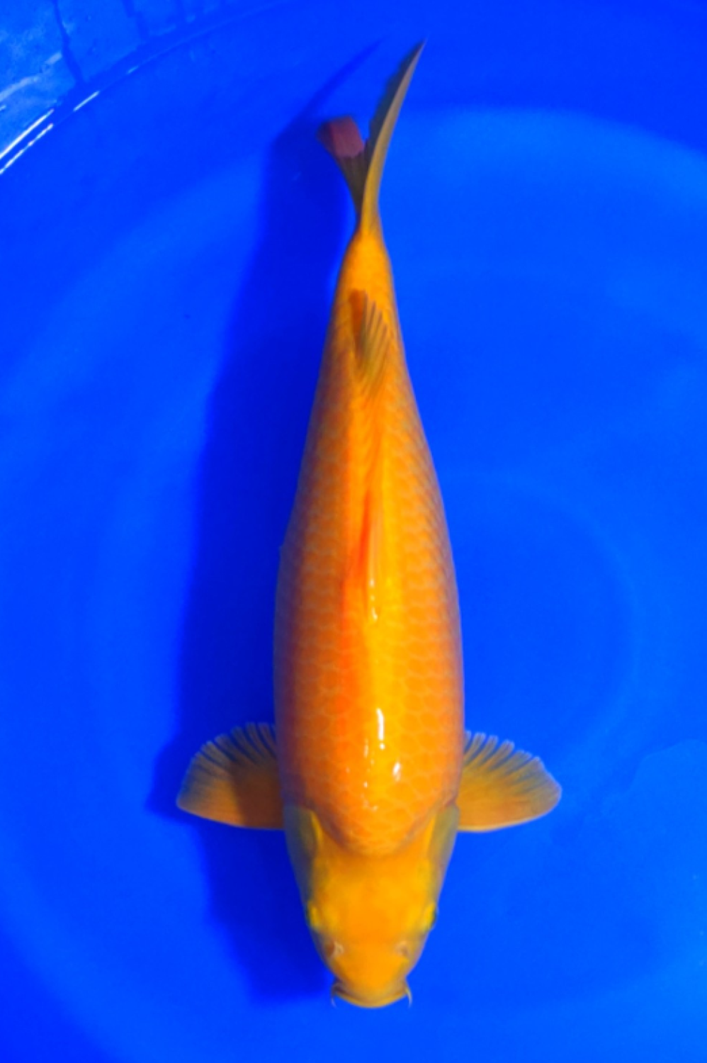 Juara 2
