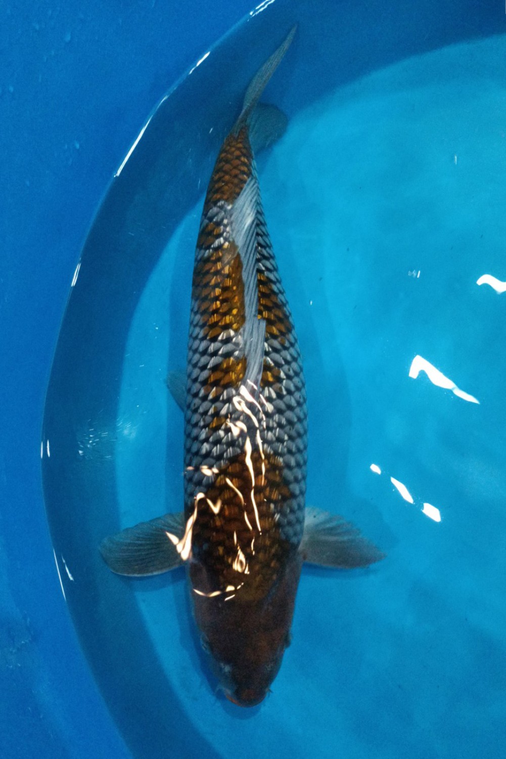 Juara 1