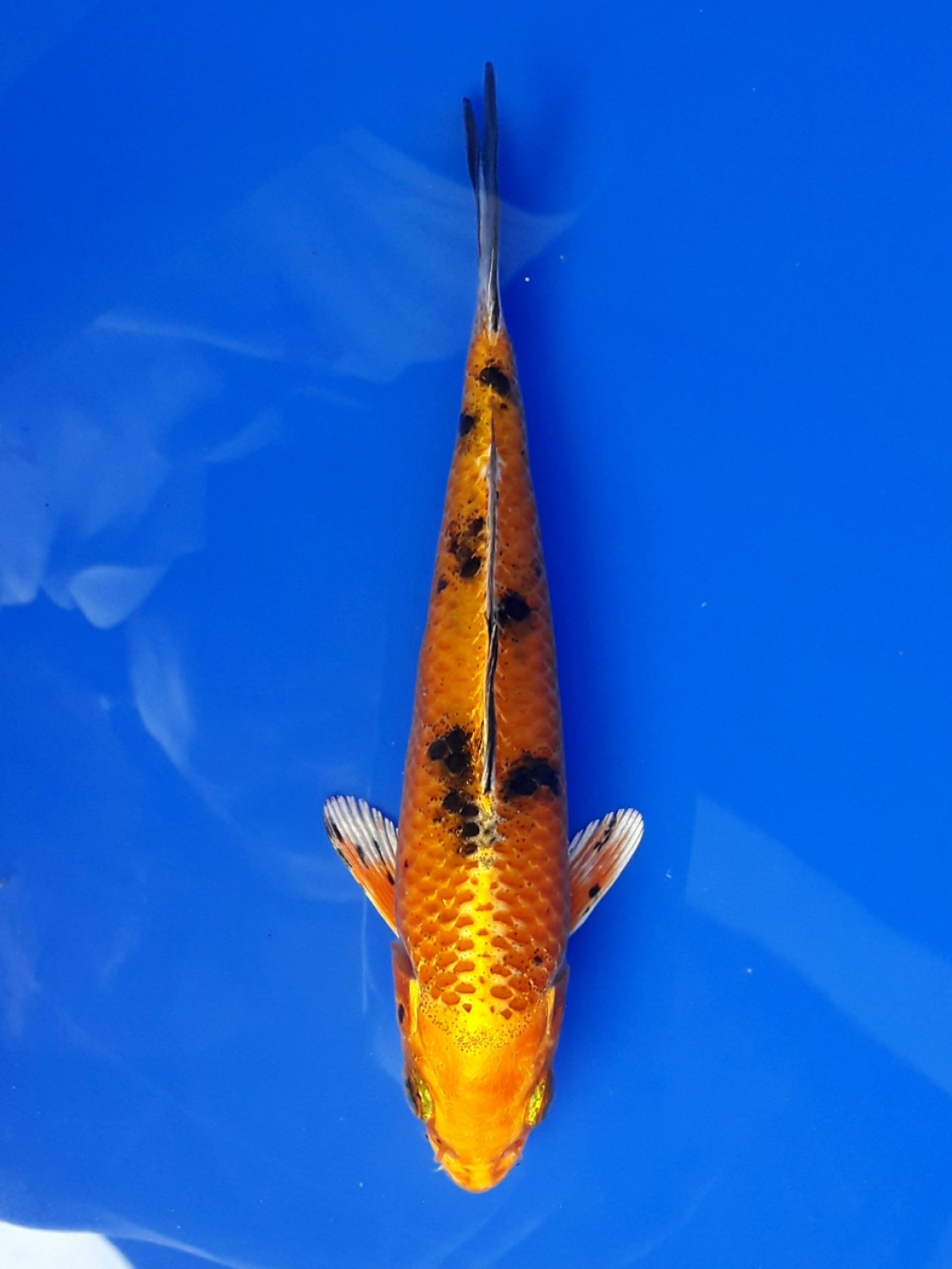Juara 2