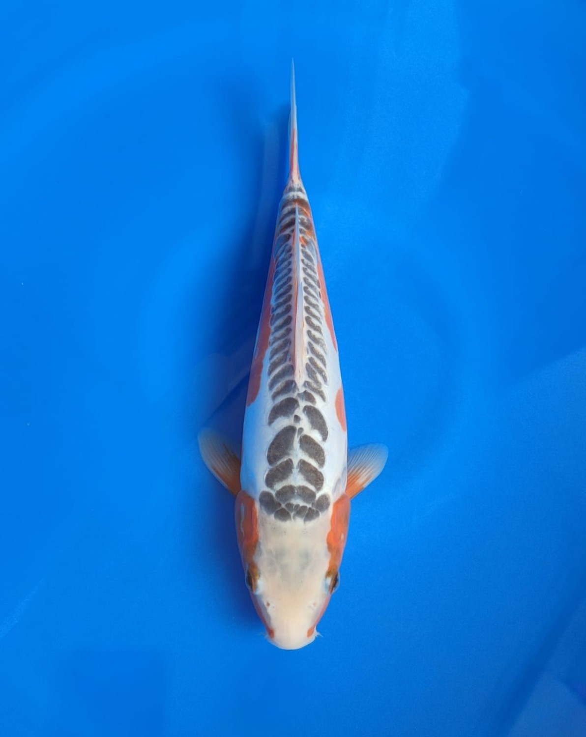 Juara 1