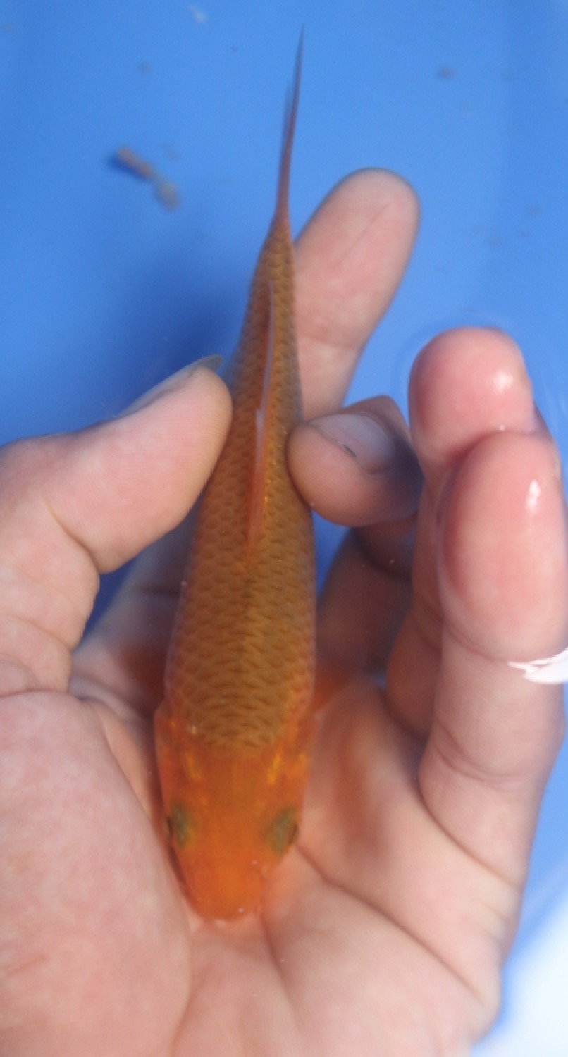 Juara 1