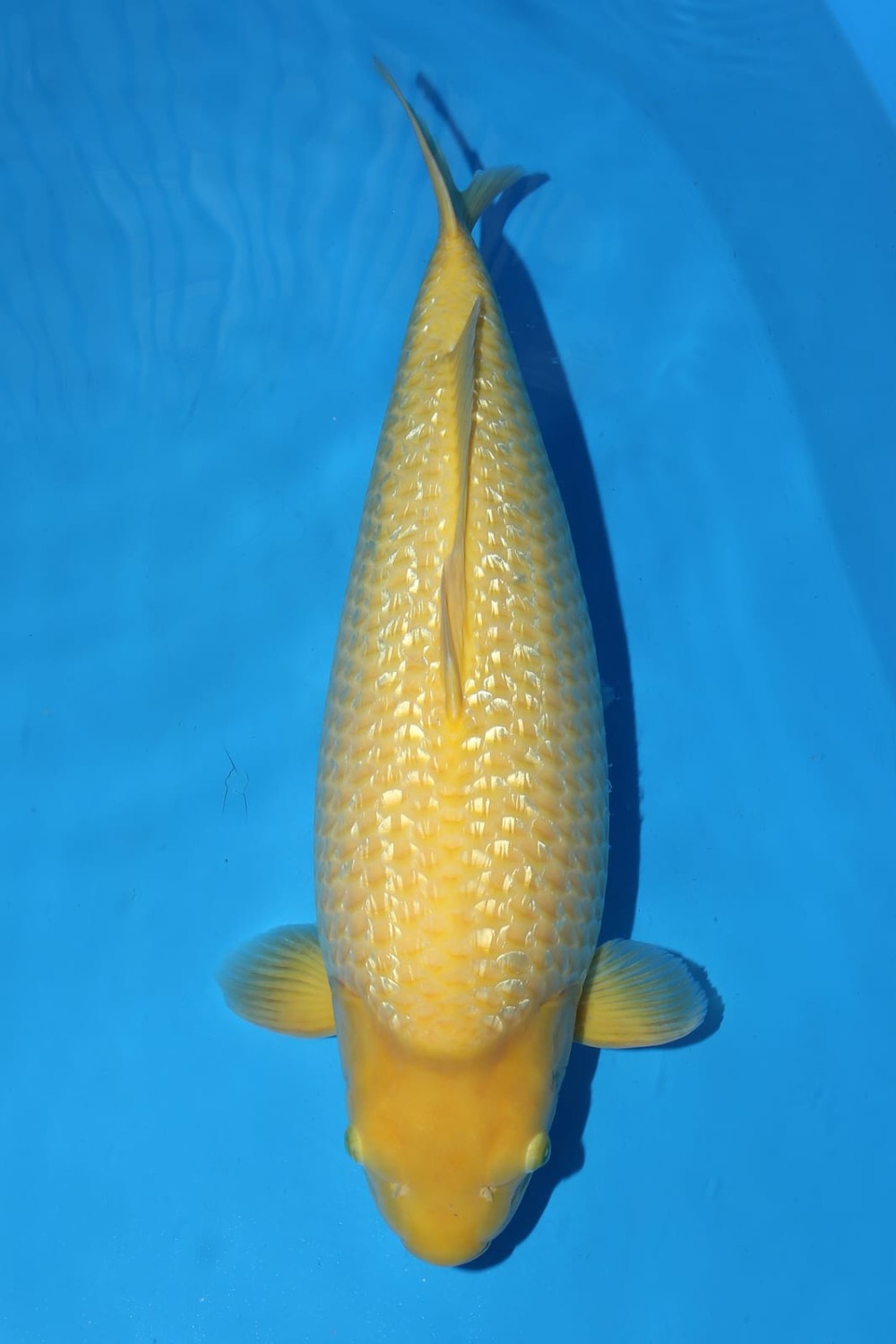 Juara 1