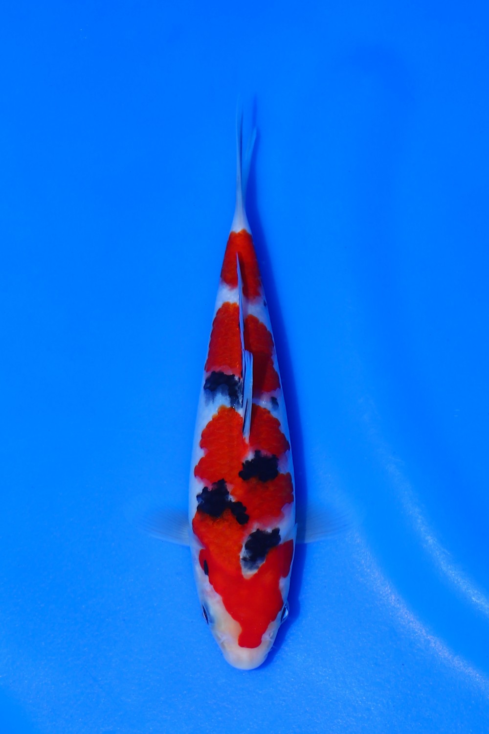 Juara 3
