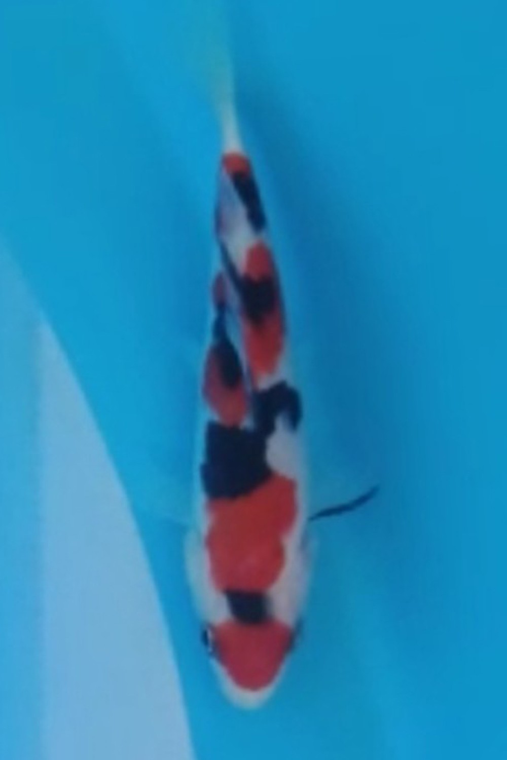 Juara 1